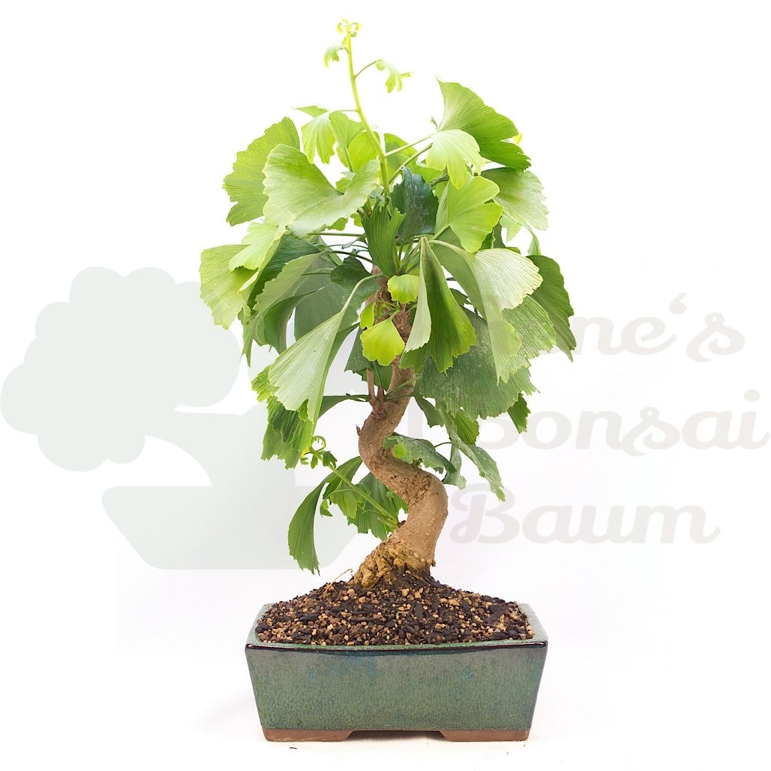 Ginkgo biloba 'Fächerblattbaum'